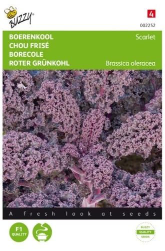 Kučeravý kel listový červený Scarlet cca 2 g